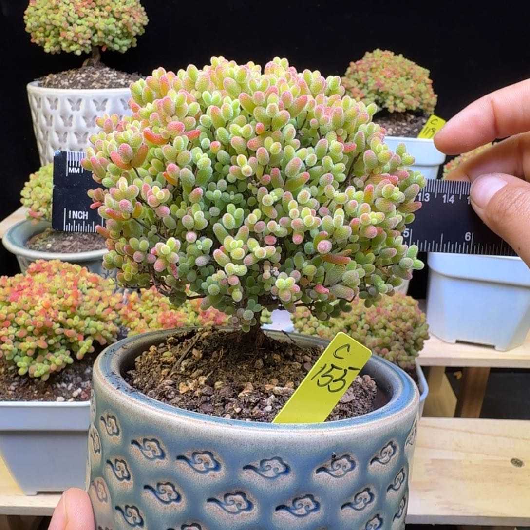 c155号蜜橘冠服11厘米带盆发