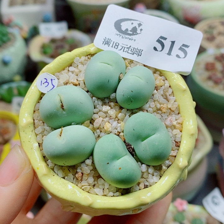 生石花花花花花花515