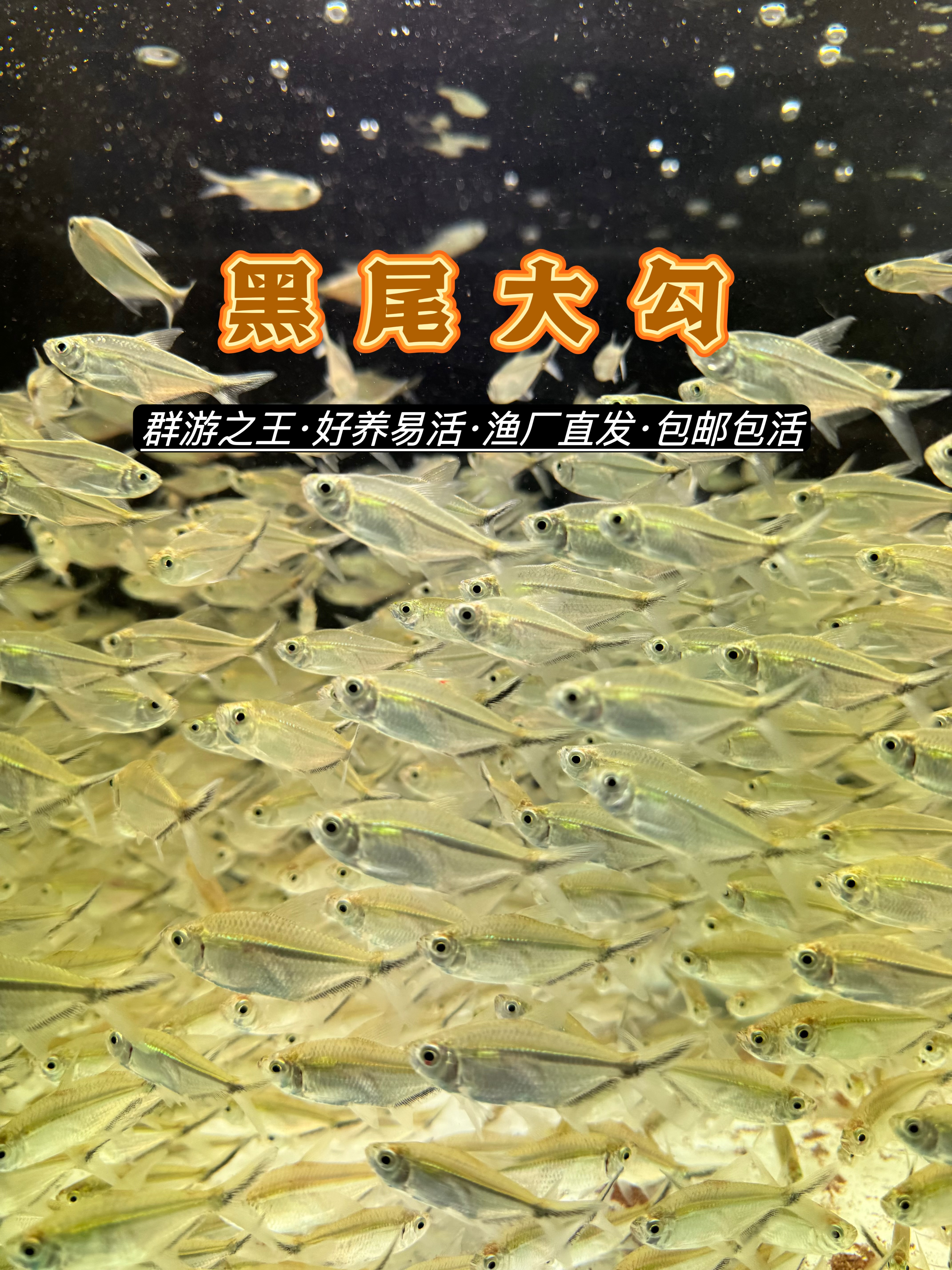 黑尾大勾小型活体热带观赏鱼群游效果好草缸饲养耐活好养