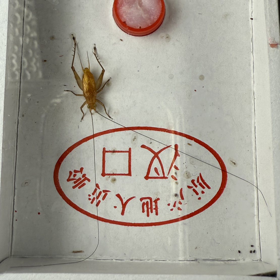 新到汊口大黄蛉两条长须（蟋蟀科）路途包死亡