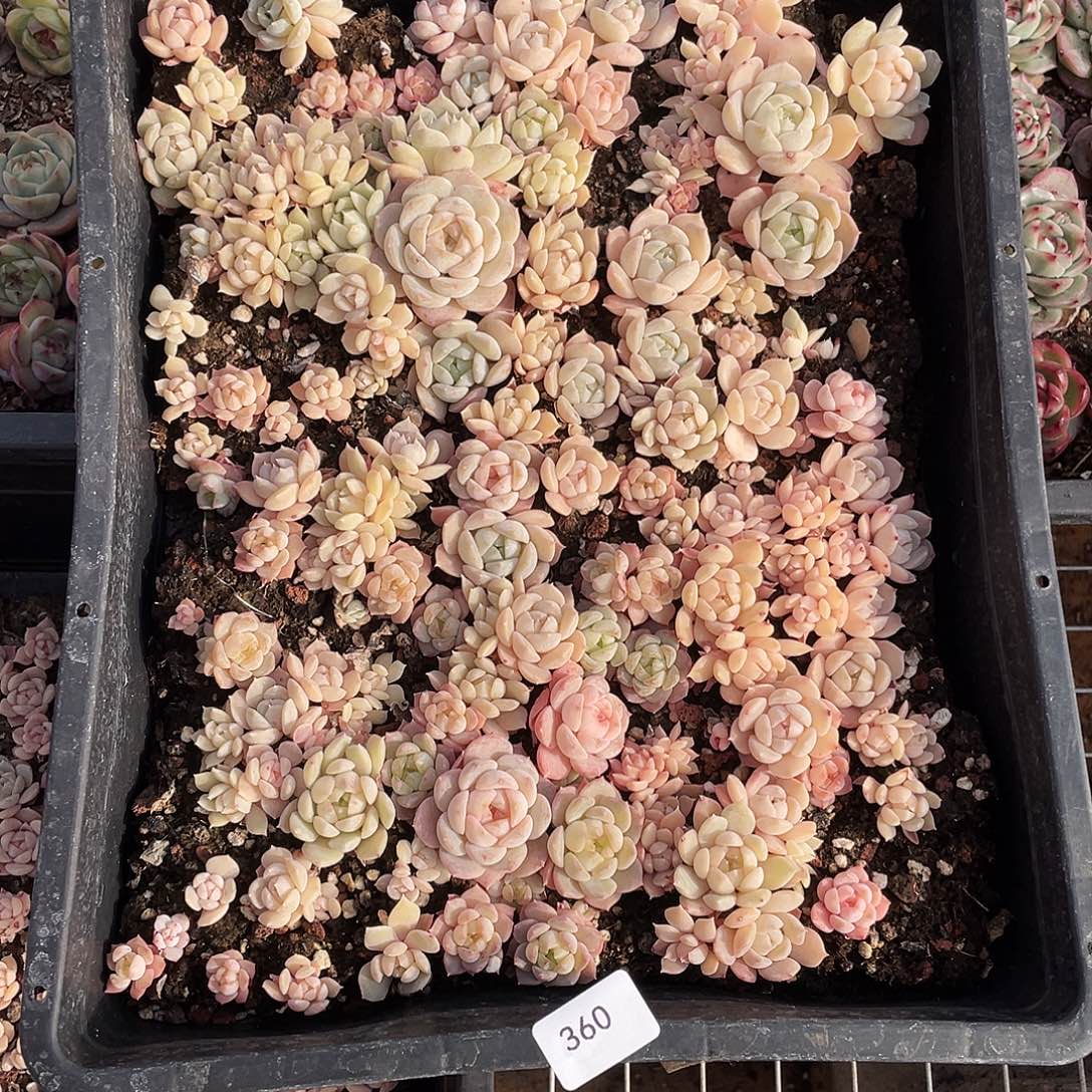 阿***旧360。 定。               