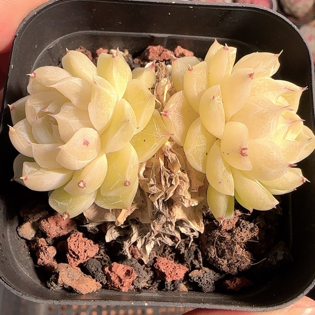 花***i多肉1206-77优选麦秆