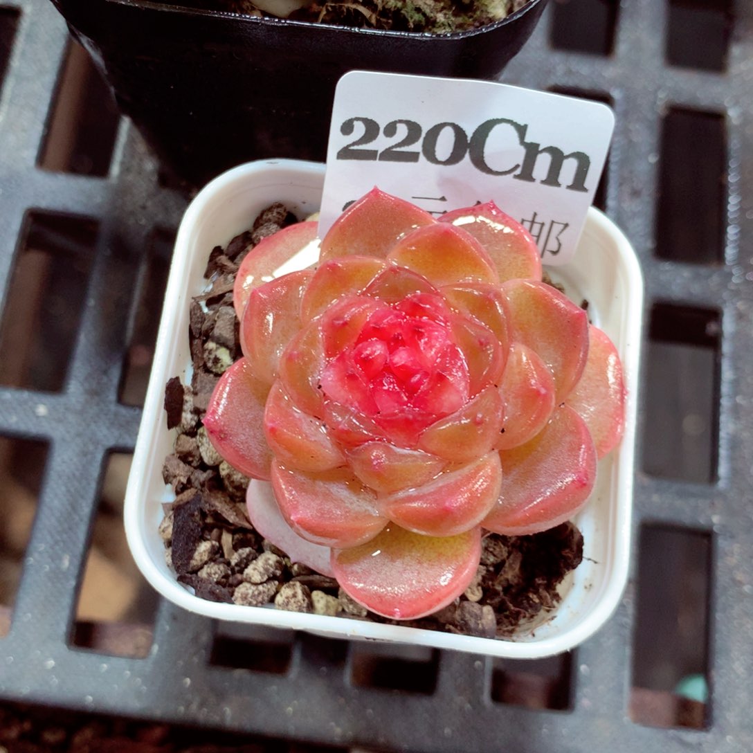 5厘米盆精控多肉220