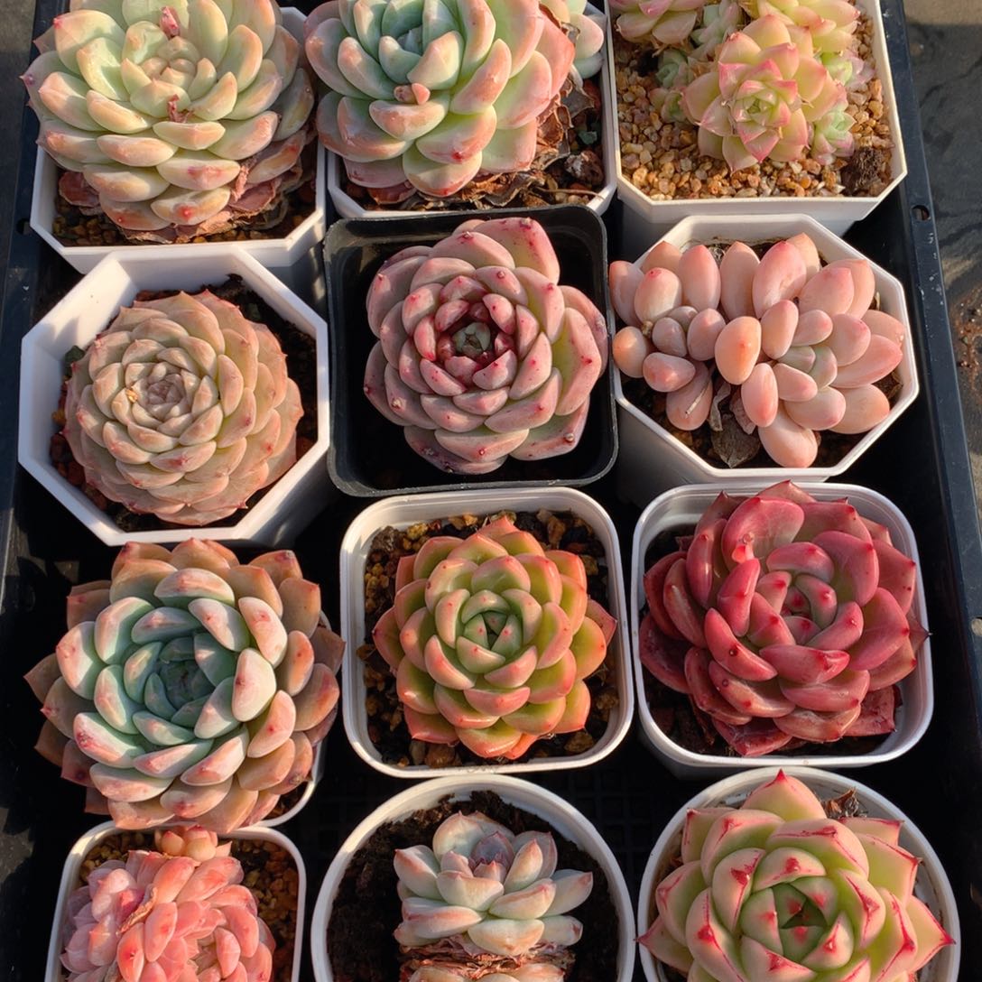 04120-01 珍妮糖心麦秆女王套餐