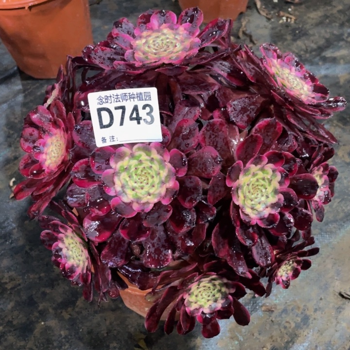 743黑金刚11111多肉