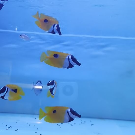 7+狐狸一条海水鱼