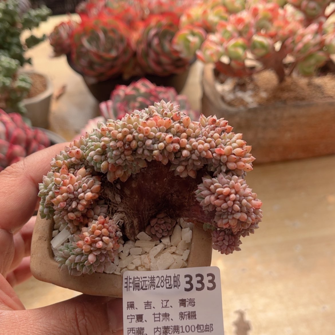 【闪购商品】333莱恩缀