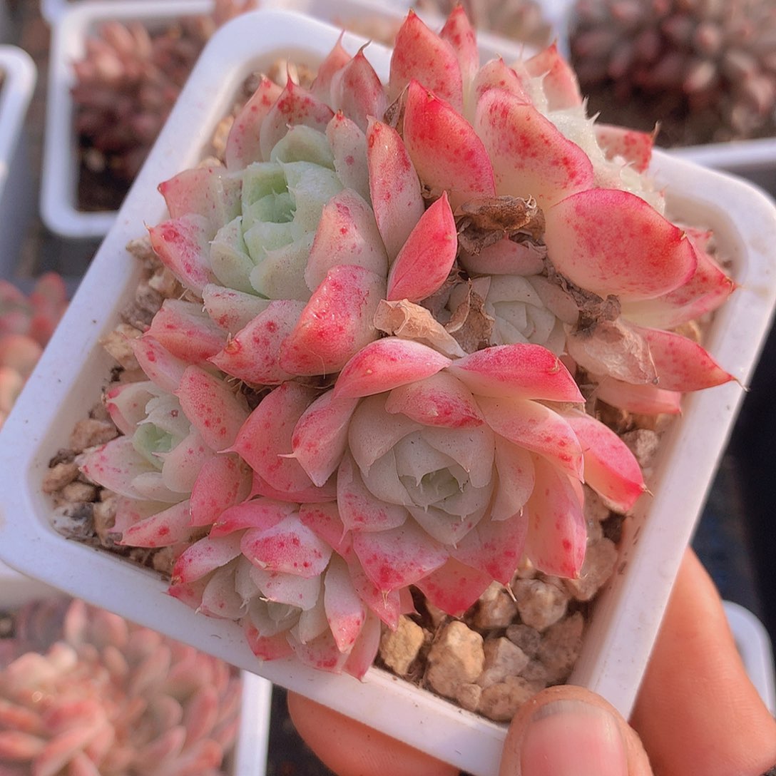 两颗白月影3466789999000