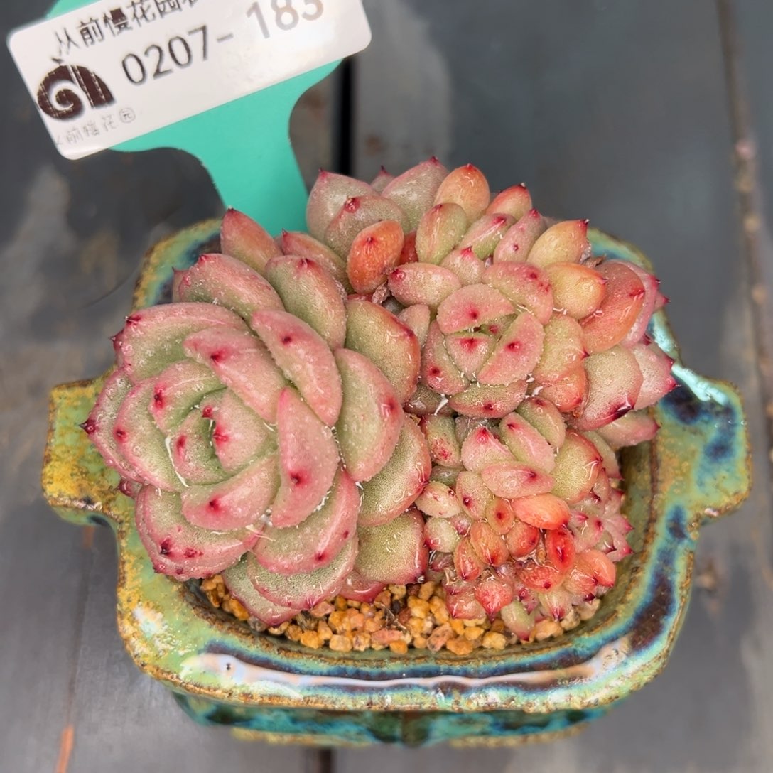 从前慢多肉精选编号0207.183