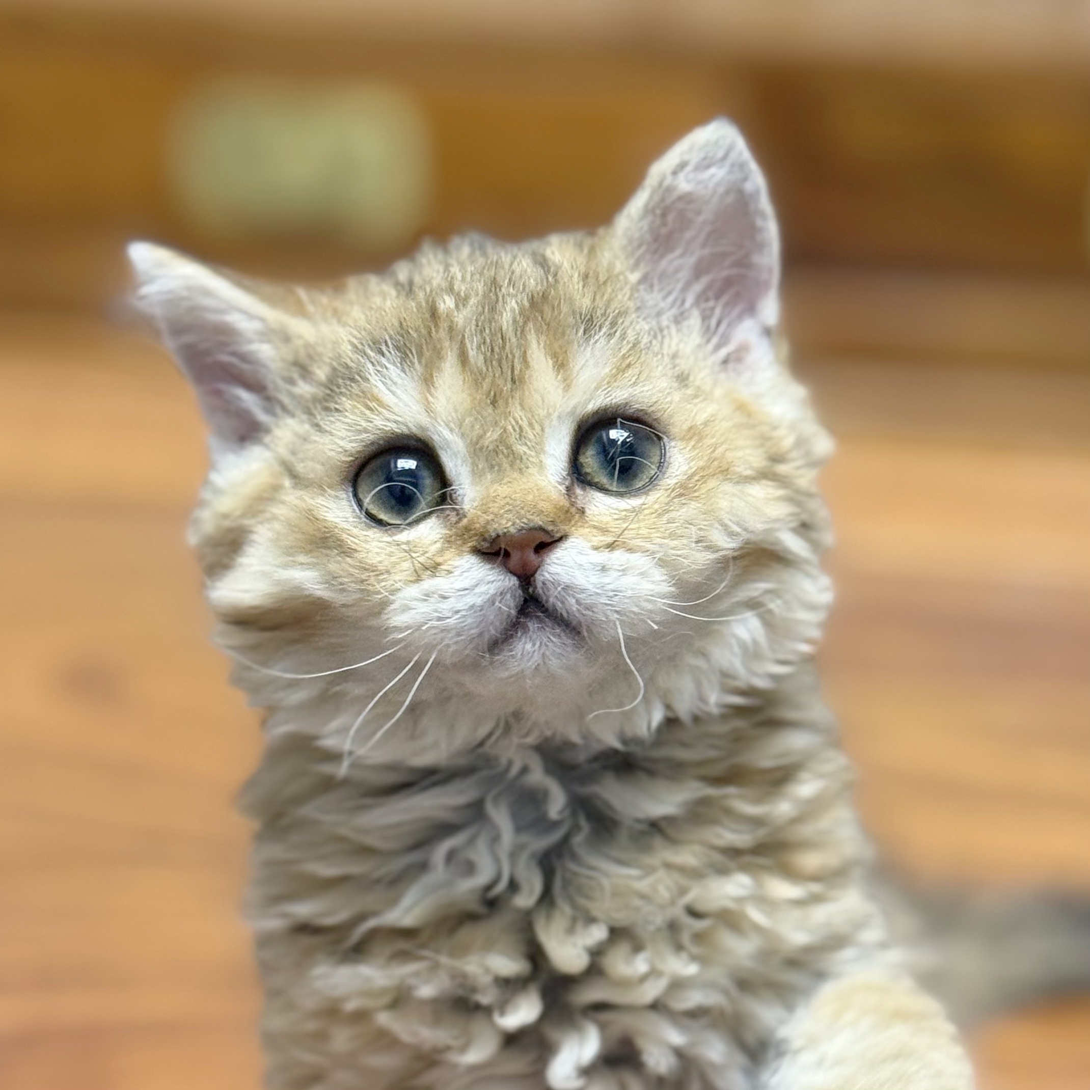 来了姊妹-金渐层塞凯猫-妹妹-14