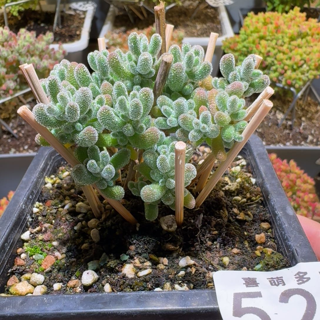 冰晶枝干番杏521福利