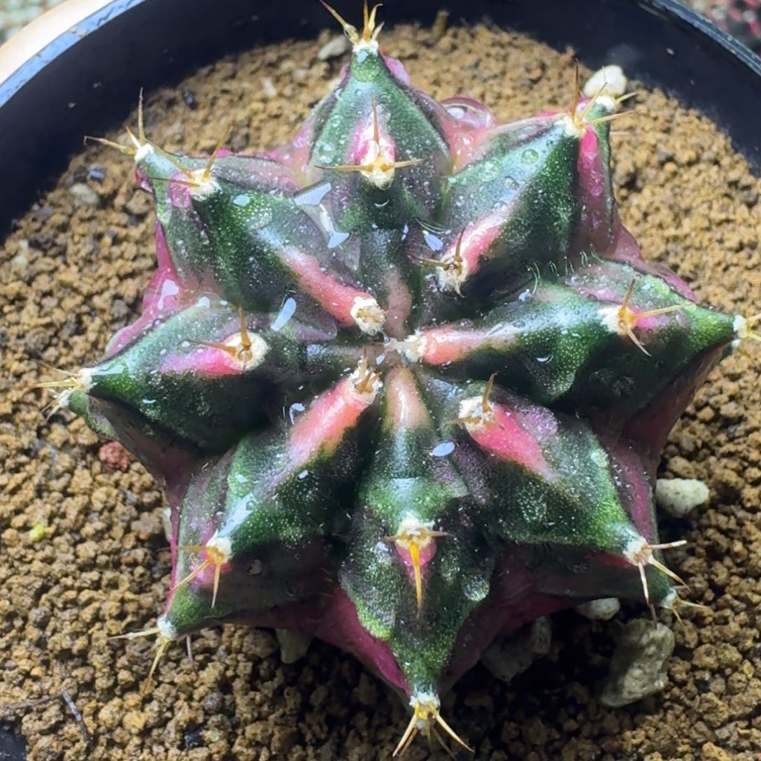 实生泰球米哈锦21号