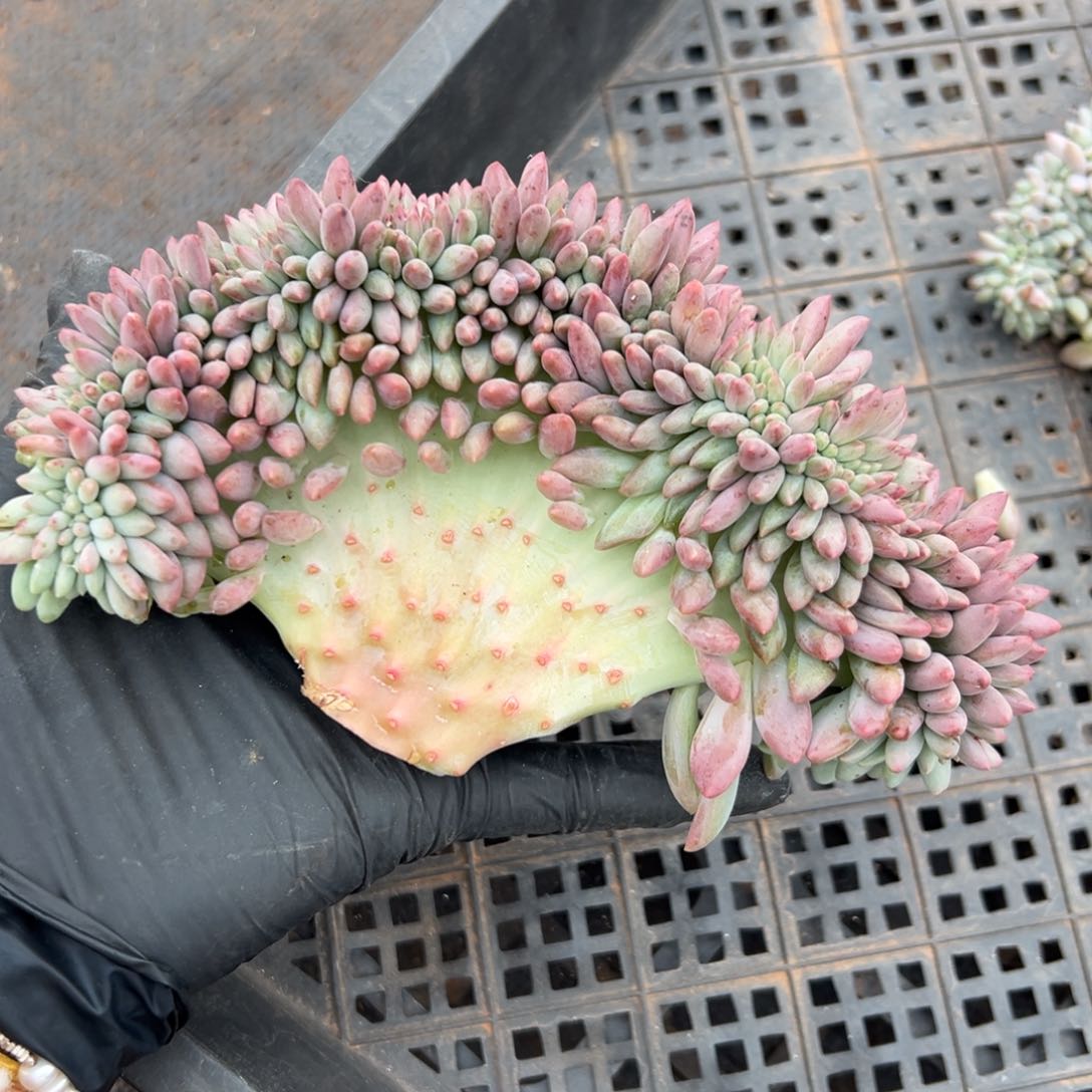 红蜻蜓缀无根5-24