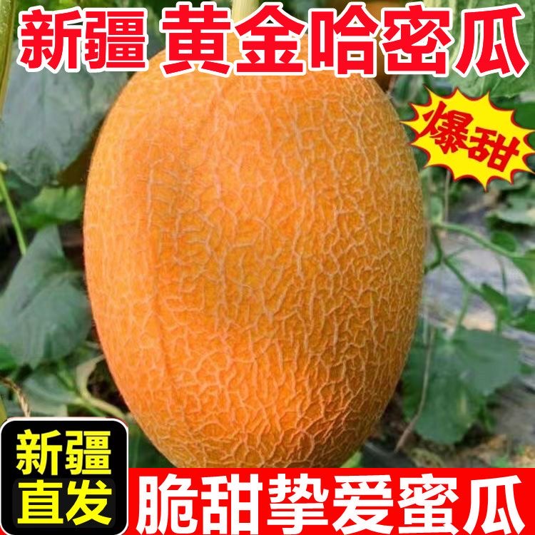 H【一级瓜】【新疆直发】正宗金色年华哈密瓜正宗新疆哈密瓜