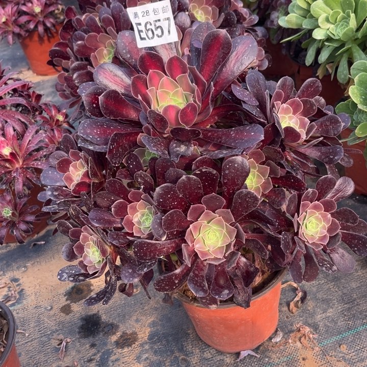 567华纳不包断枝