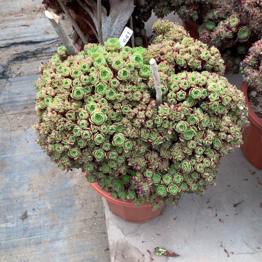 641万圣节朵朵一颗微瑕