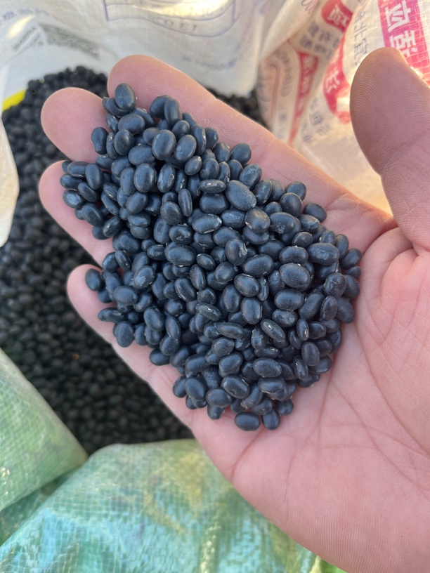24年农家肾形小黑豆  黄心老品种 