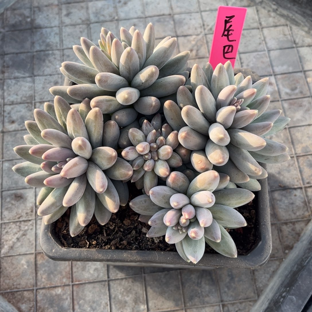 ****巴松果美人缀化脱土发货，