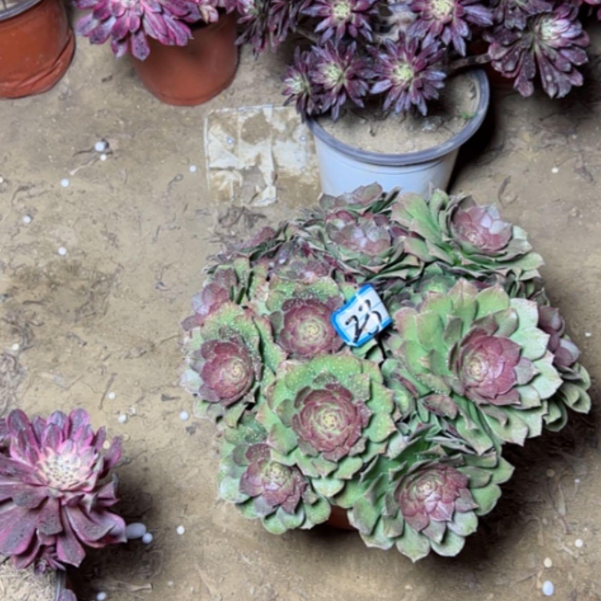 【闪购商品】多肉植物万拉丝23