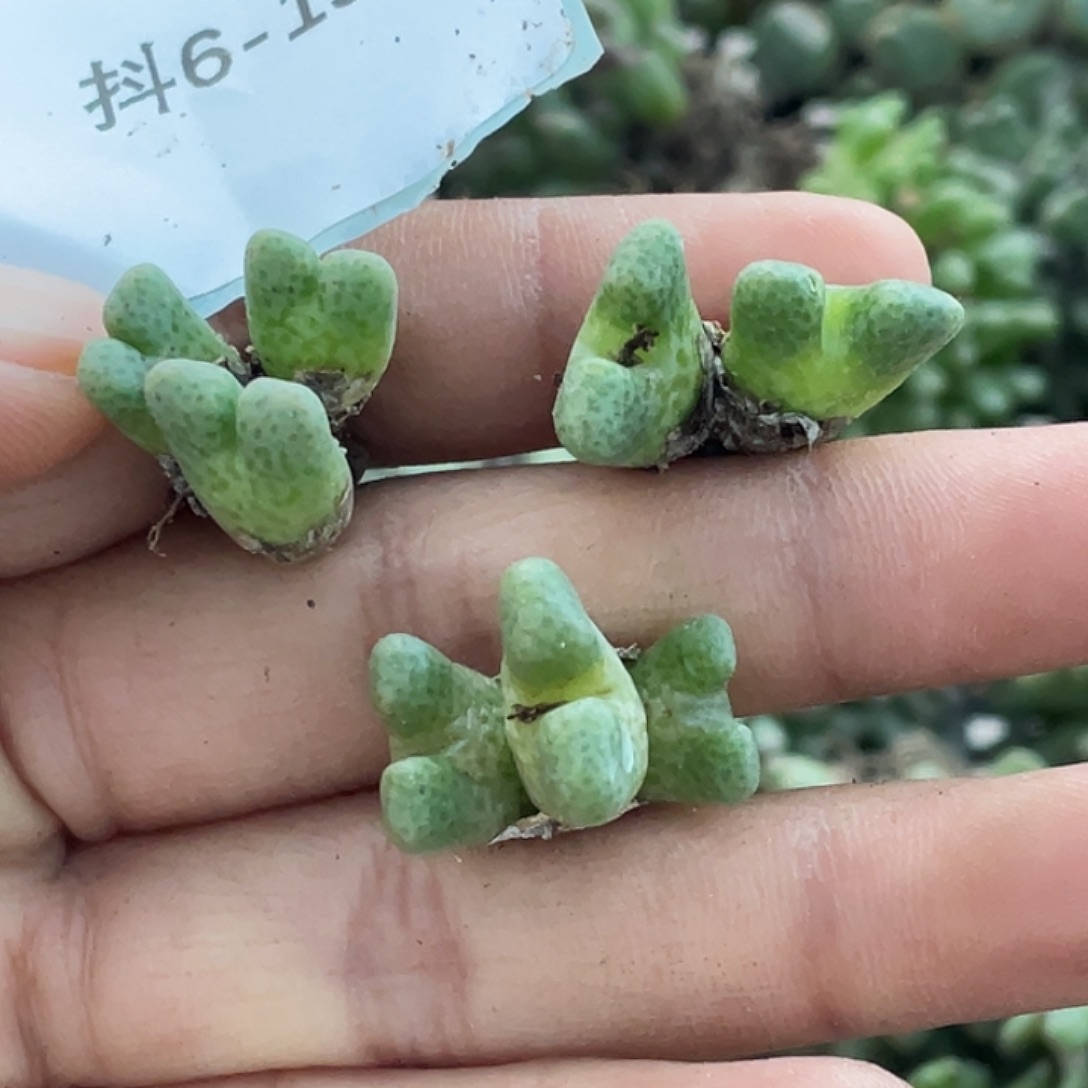 海***子6-157肉锥多肉植物