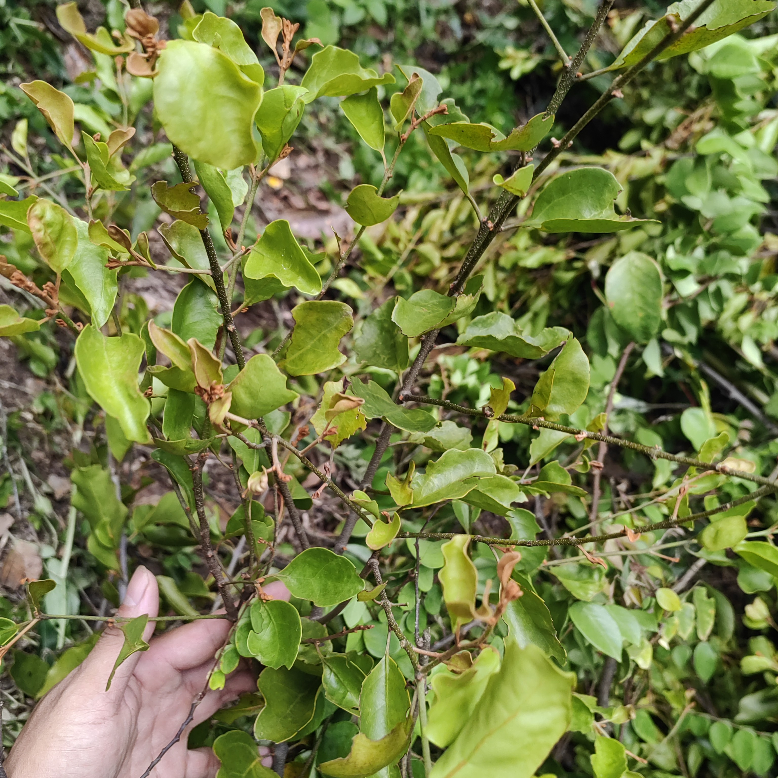 新鲜桂花树寄生天然晒干干品