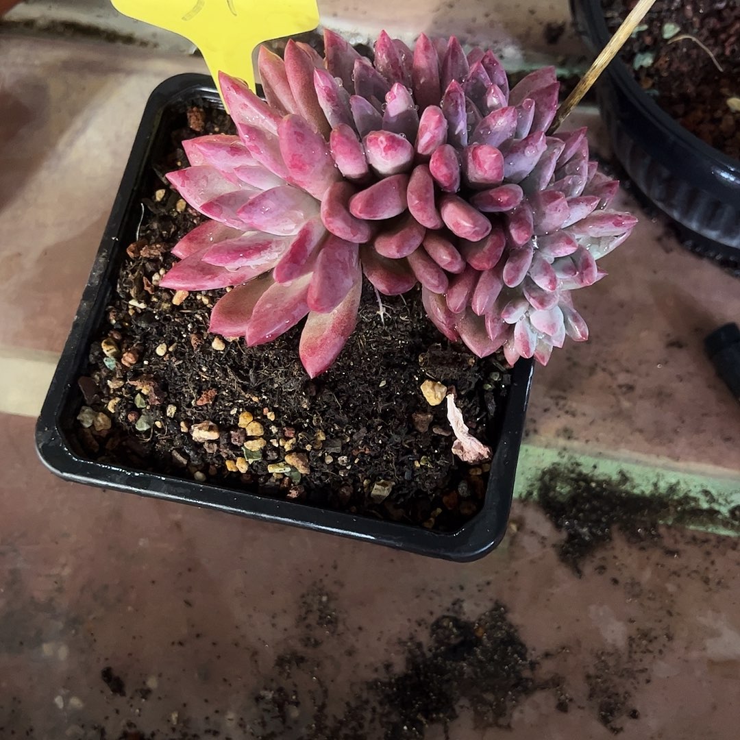 雨****赫菲虞缀化多肉植物