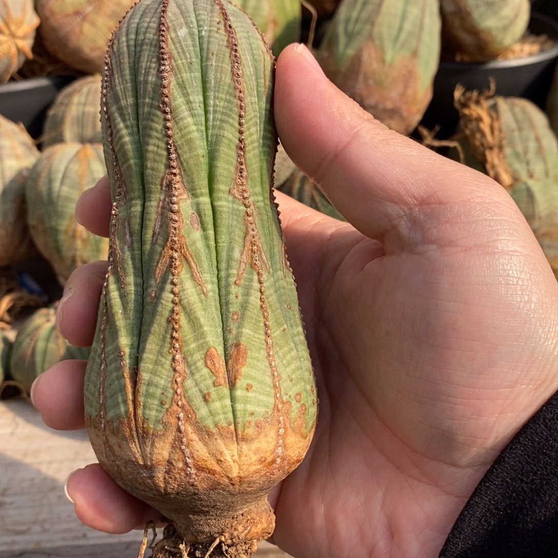 阿***凯欧系实生布纹球多肉植物