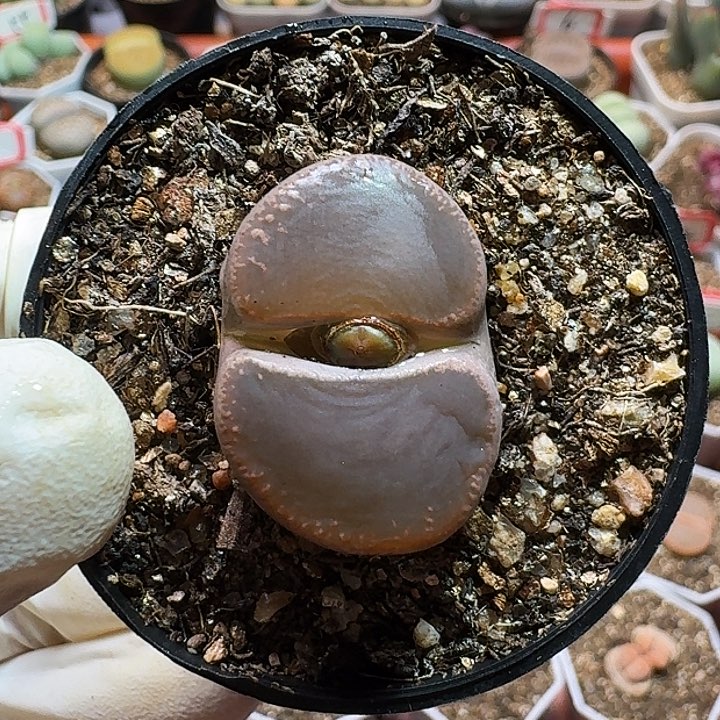 生石花111111111。  331