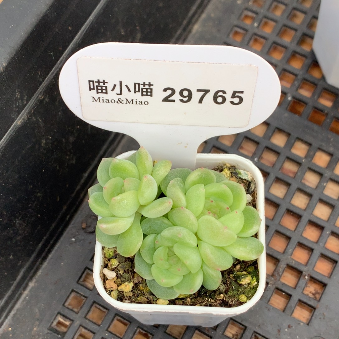 石***器多肉植物杂交珍妮