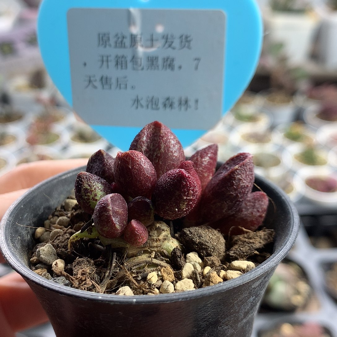 H004— 多肉水泡专拍