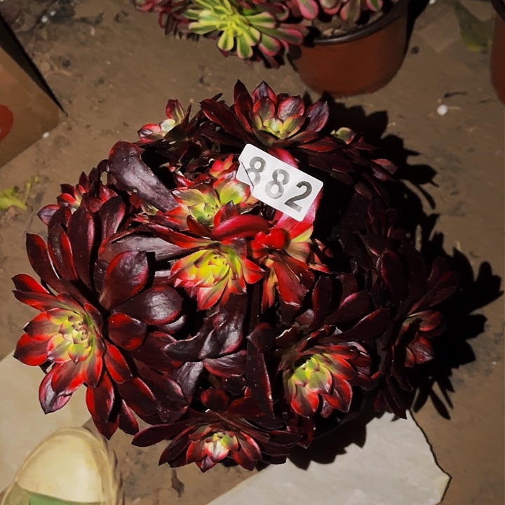 882火烧云多肉植物处理不售后