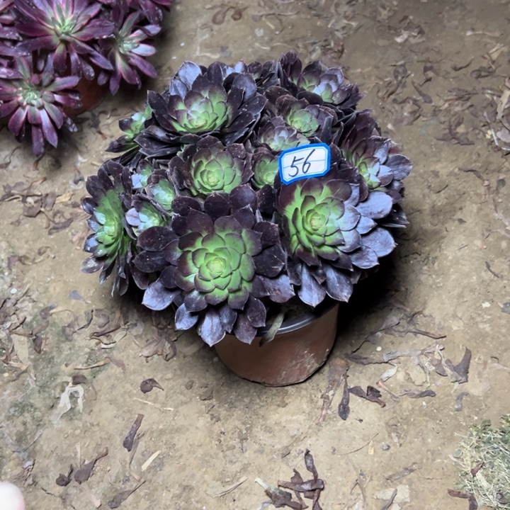 多肉植物黑魔法师56