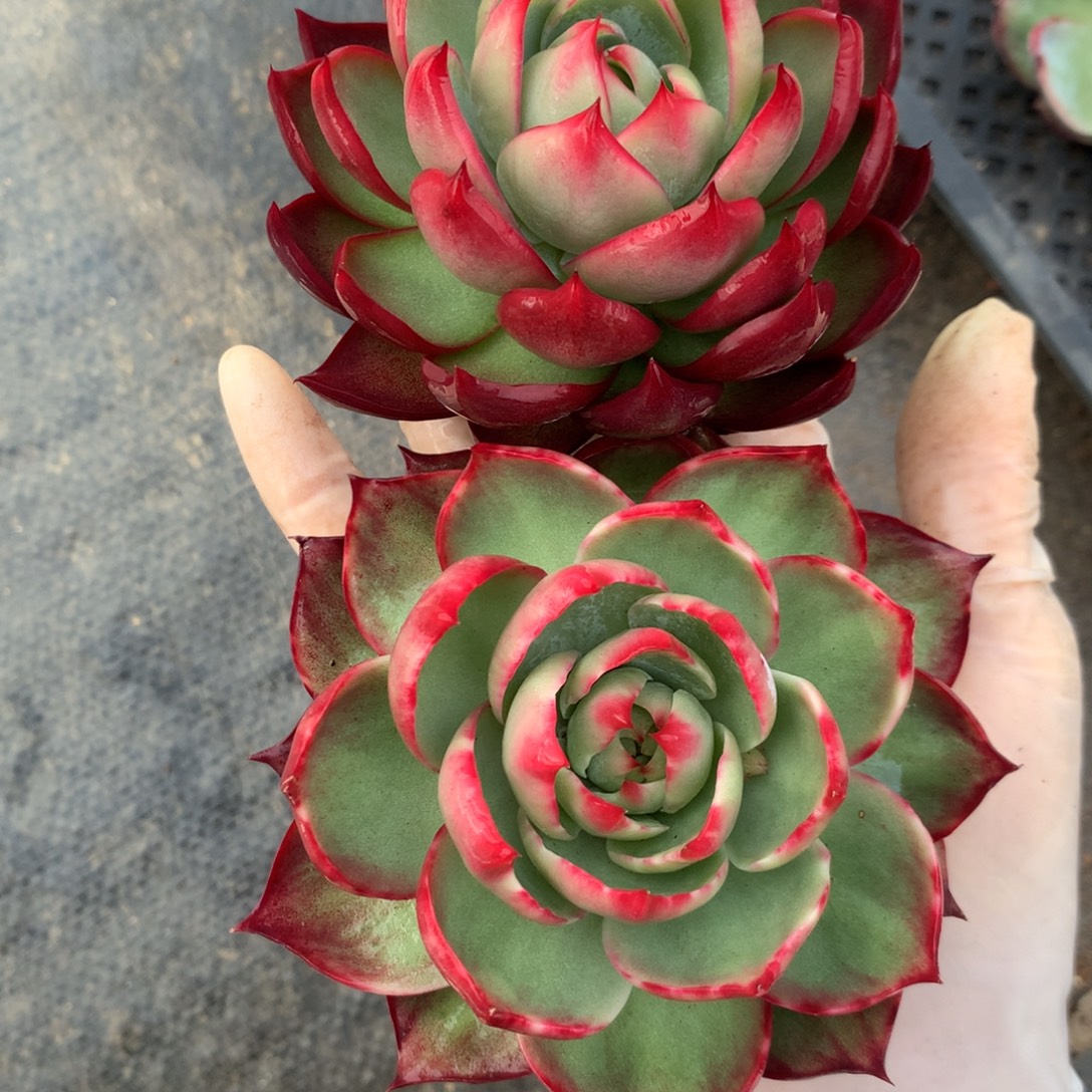 3052一物一拍2颗9厘米