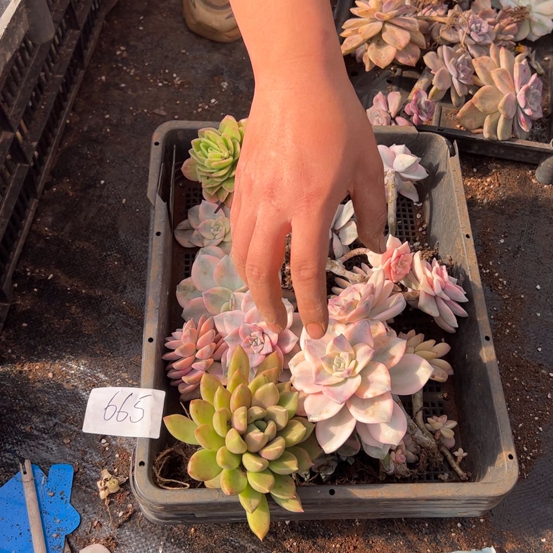 665紫乐锦老桩单头多肉