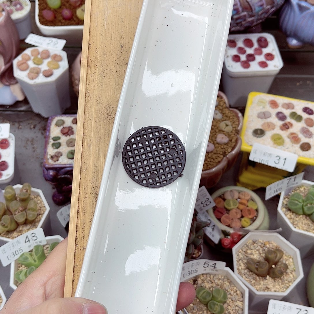 郎哥多肉生石花5-85