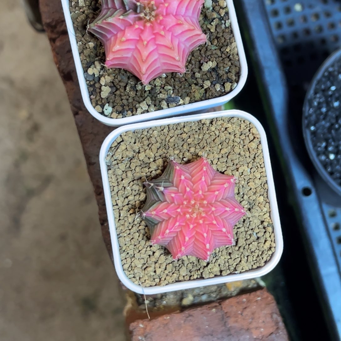 H4两颗肋骨锦，带盆土发货