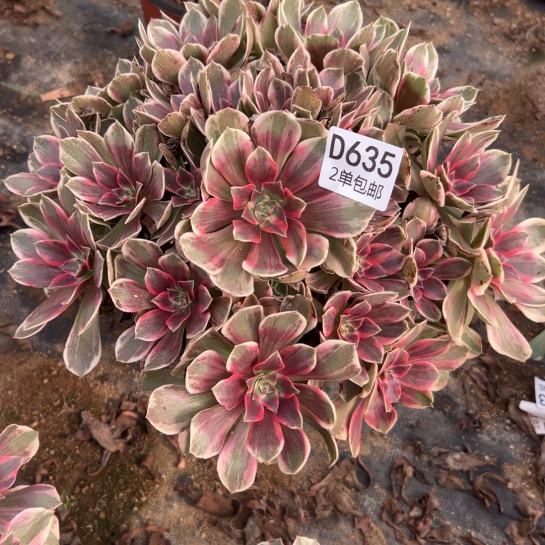 635多肉 浣纱不包断头