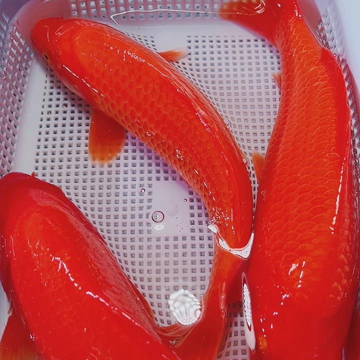 海水鱼锦鲤观赏鱼