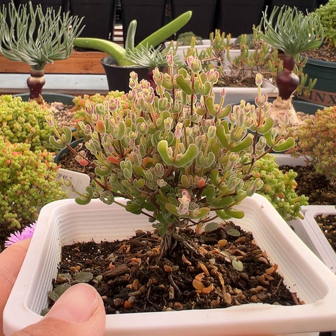 康**店44号月曲12.26多肉