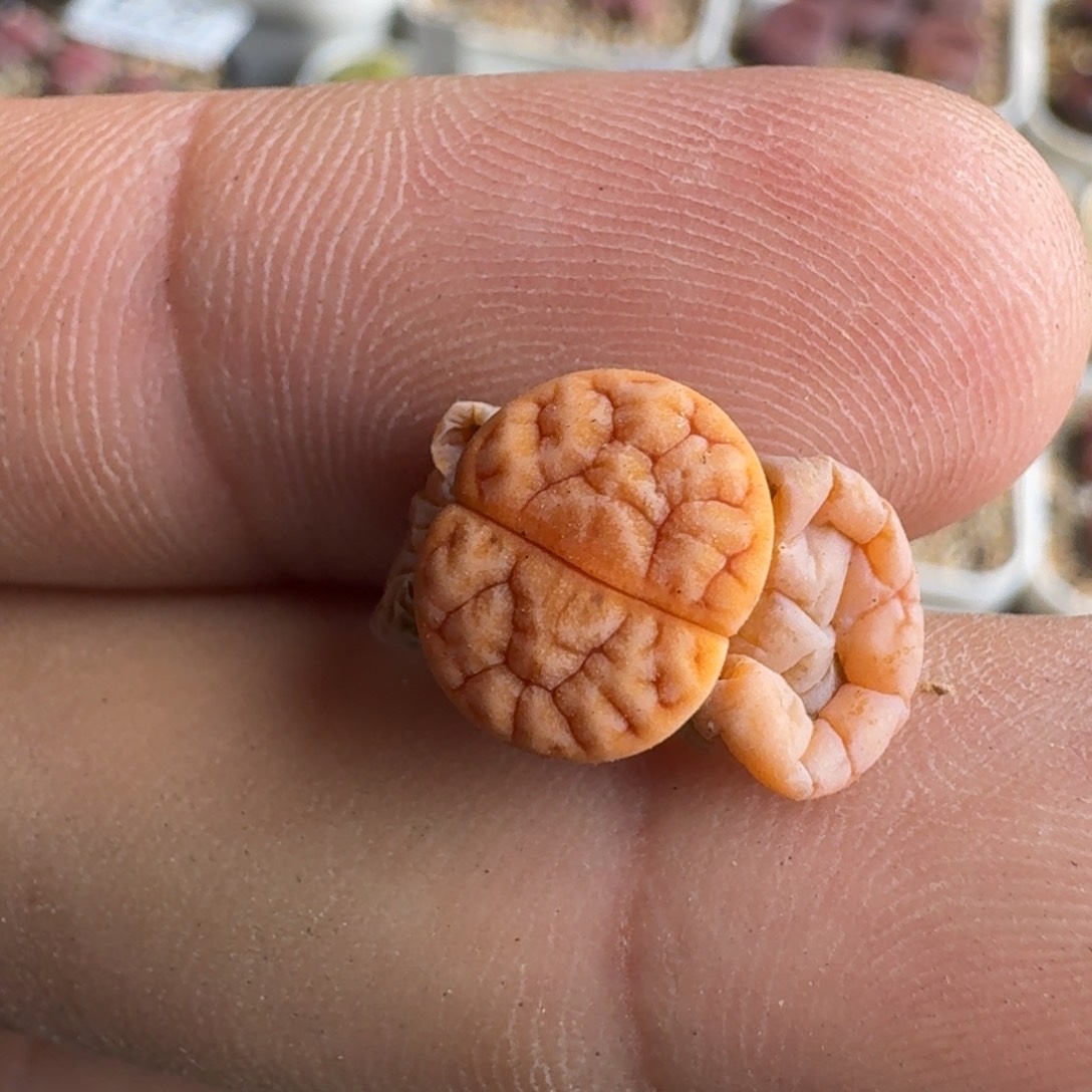 J991睫毛边脑窗189杂交两年