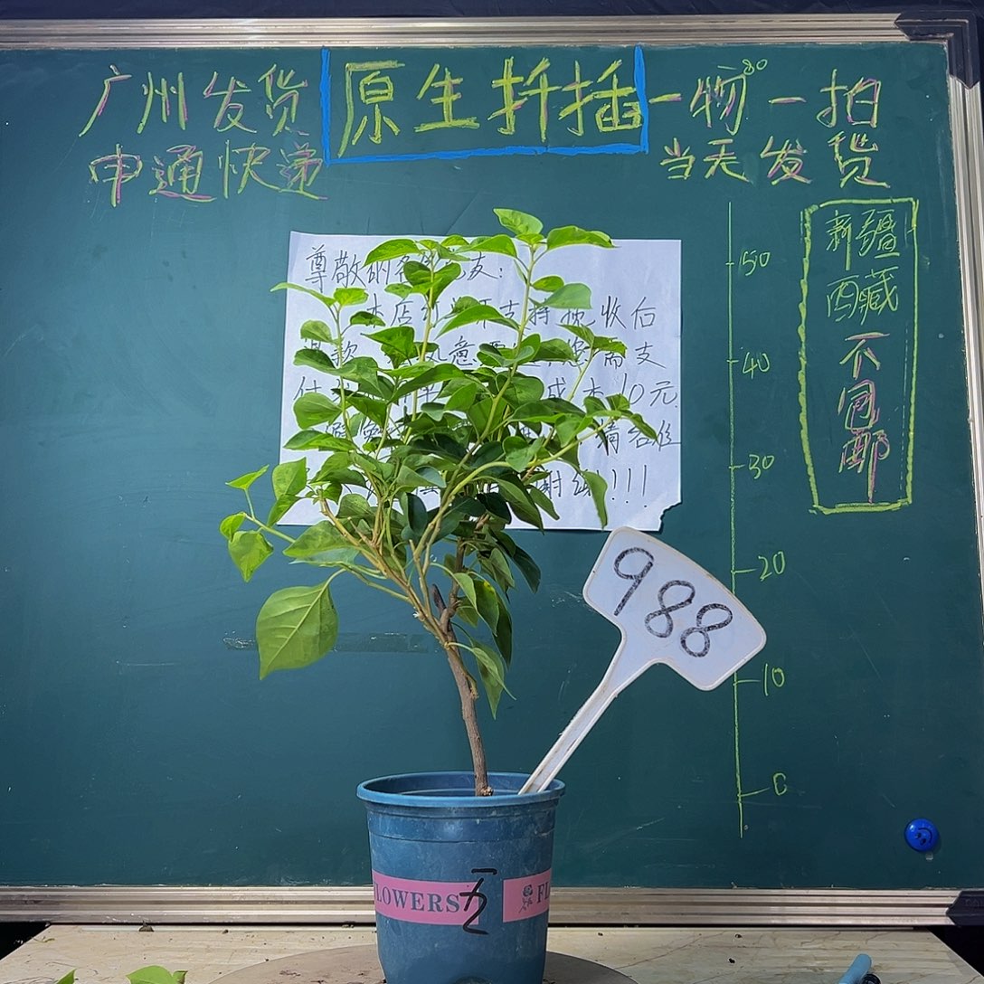 当前无花栽培后可以开花暗斑五宝988