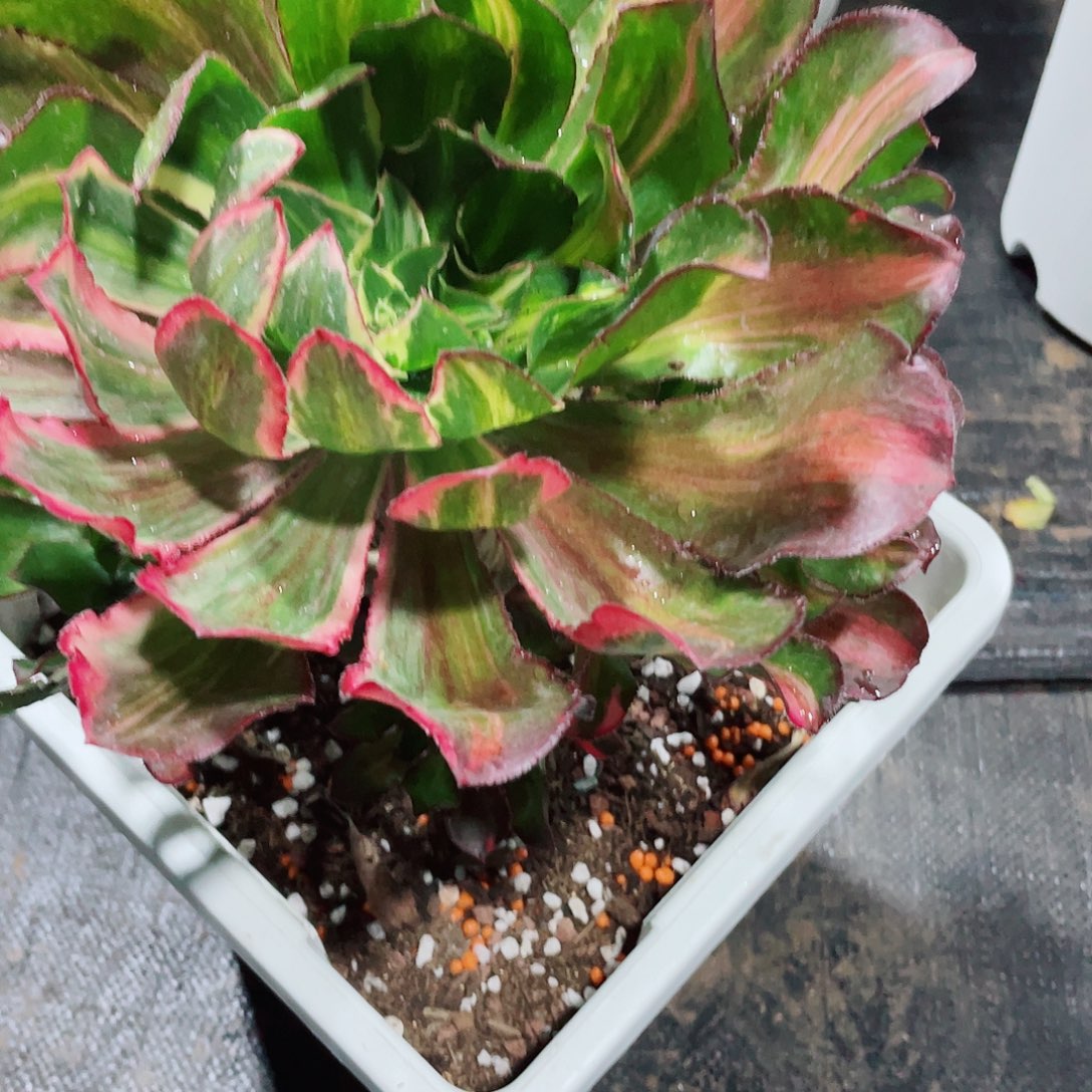 刘***念暖暖法师多肉植物园刘姐-魅影七彩88福利福利都