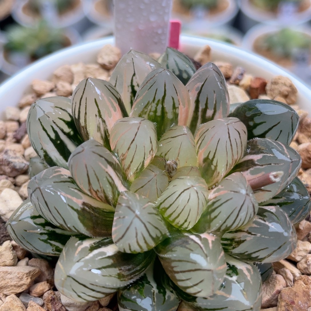 90霓虹灯。           