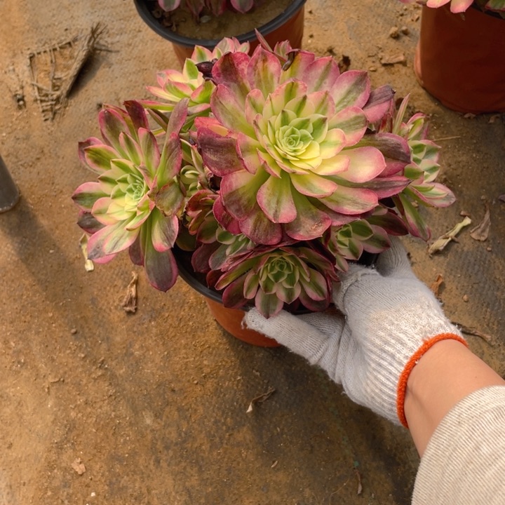 26海王法师多肉断枝不售后