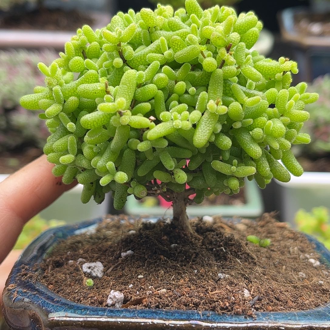 30金桔优选枝干番杏