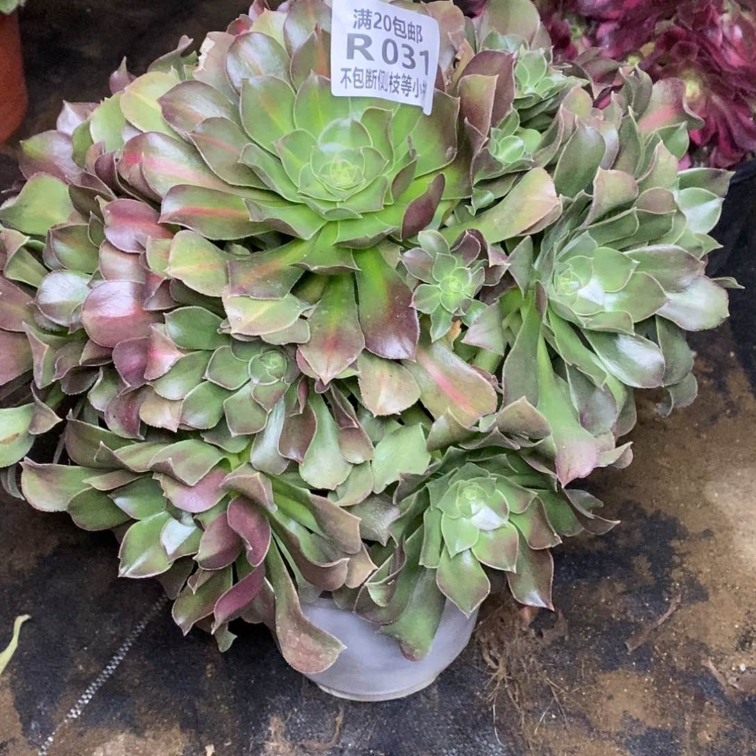 031韶羞多肉法师锦多肉