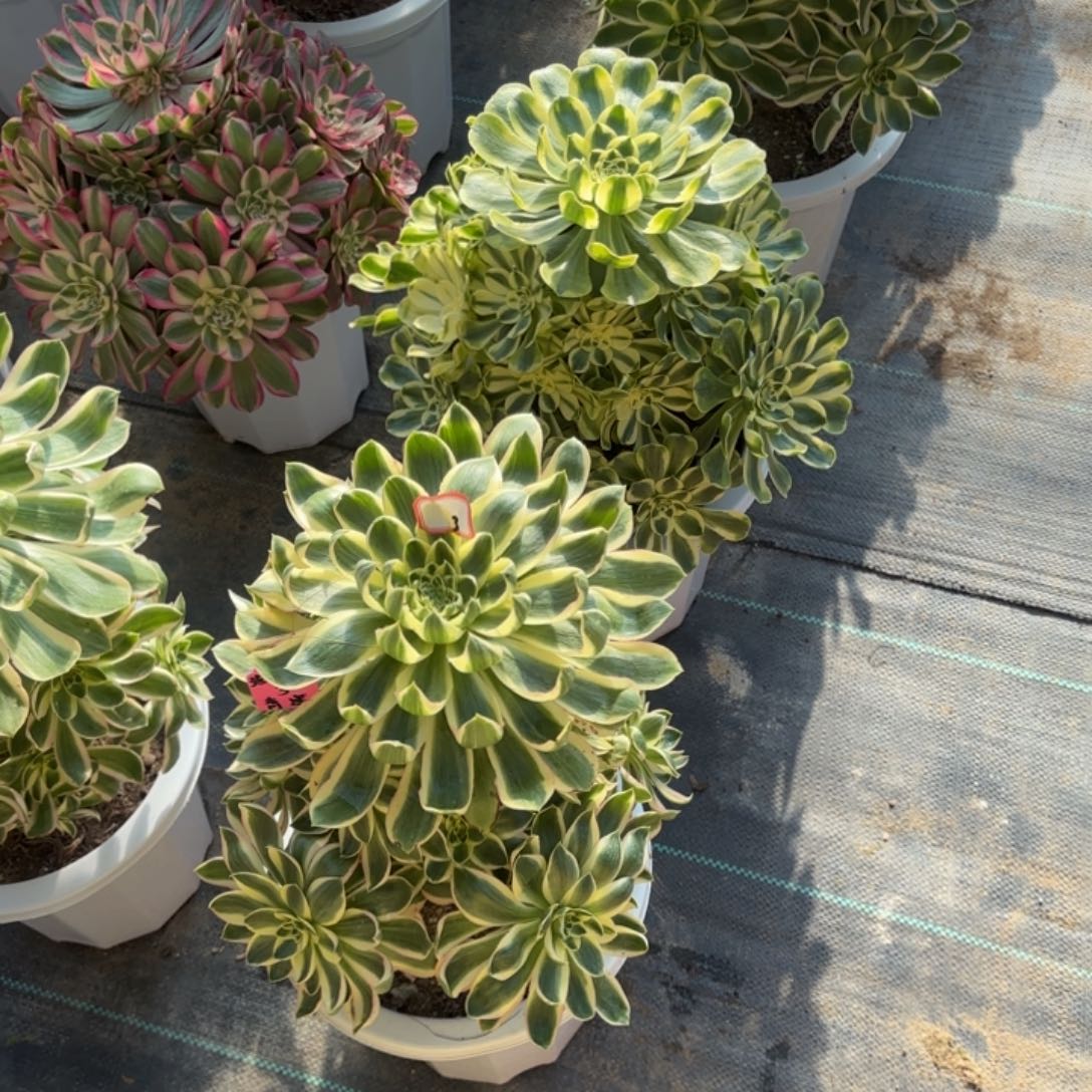 全部花朵法师多肉植物