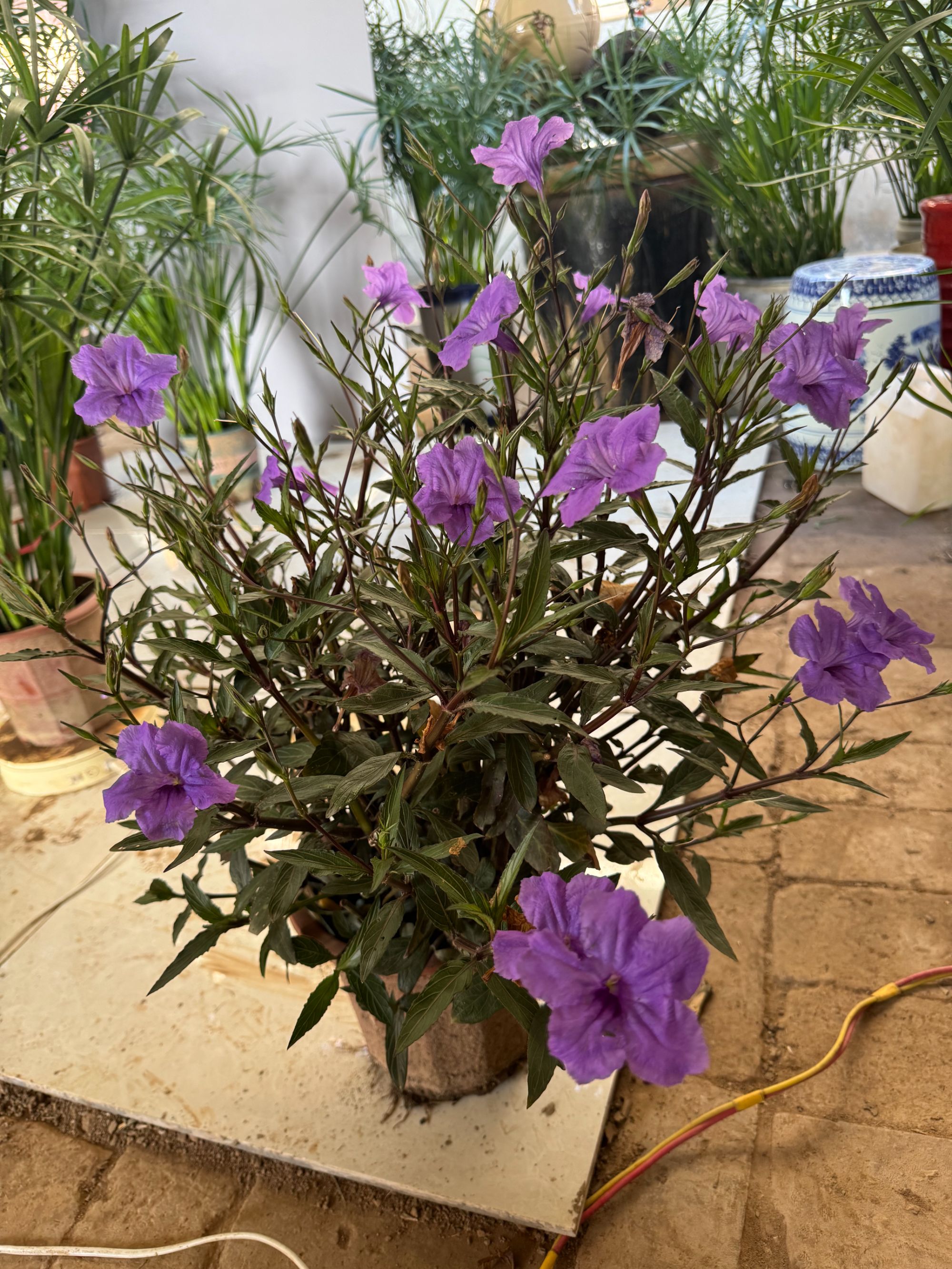 紫翠芦莉兰花草四季绿植绿植盆栽室内室外阳台