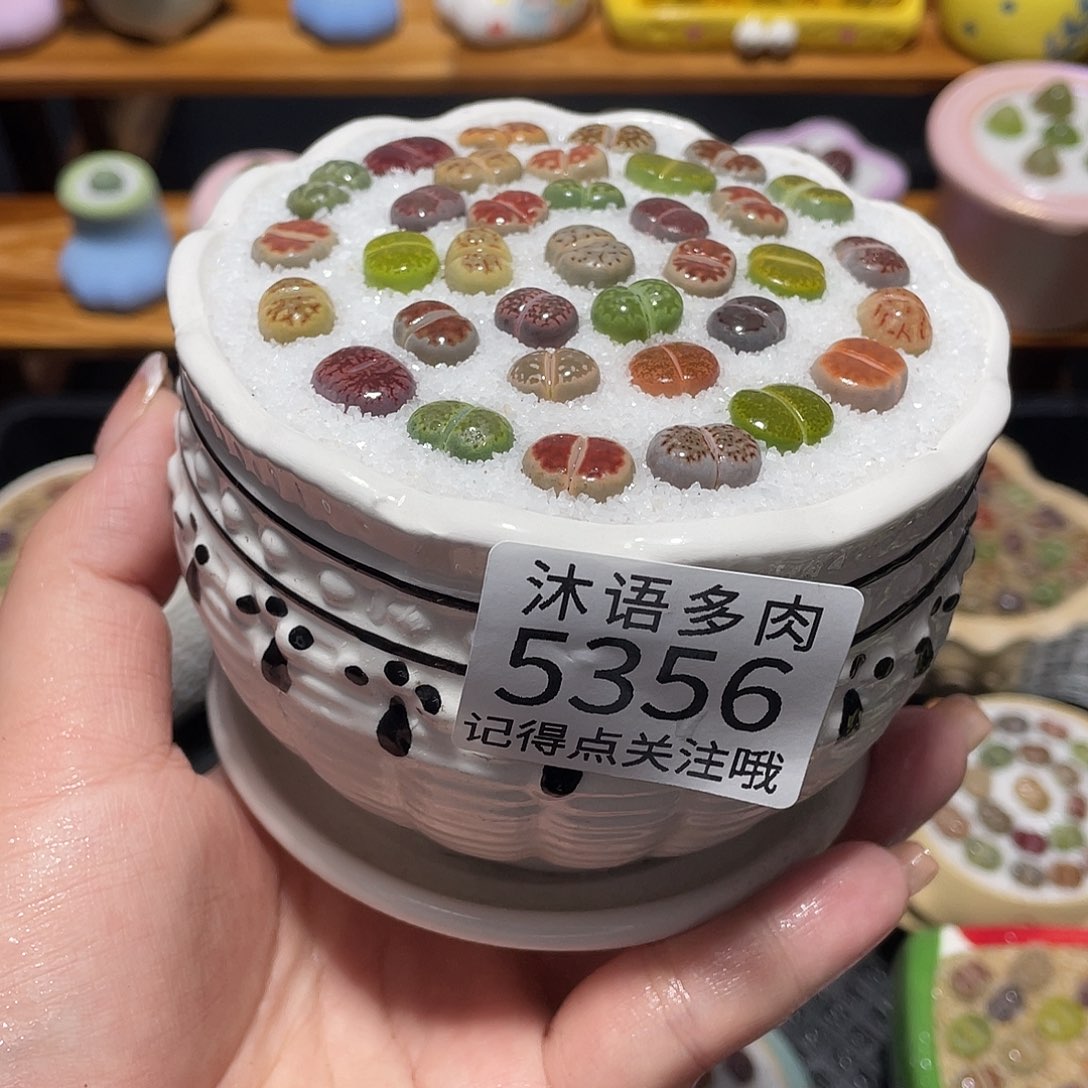 带盆土植物 一物一拍5356