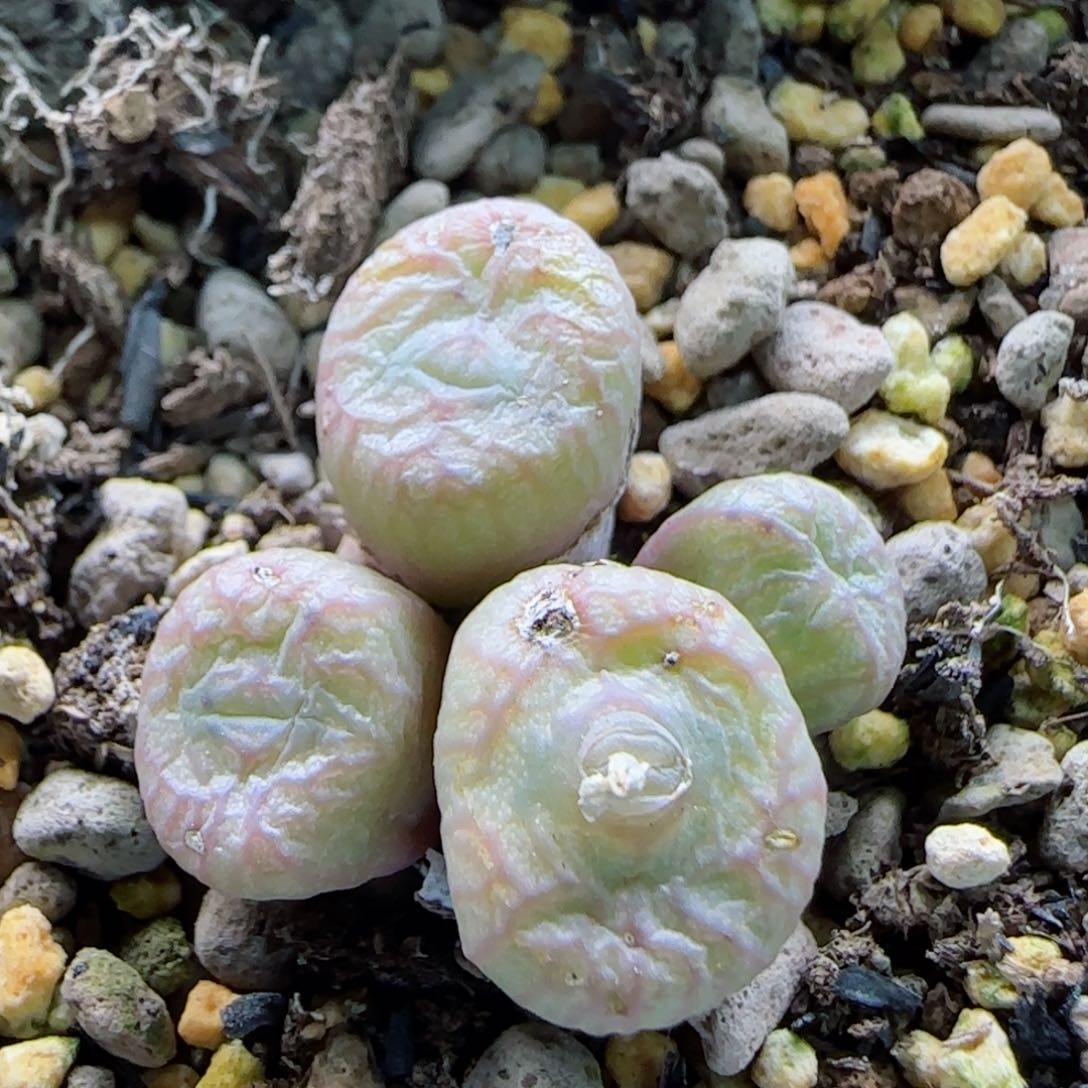 1-22-10-3当天满58包邮累啊送奶工杂多肉脱土